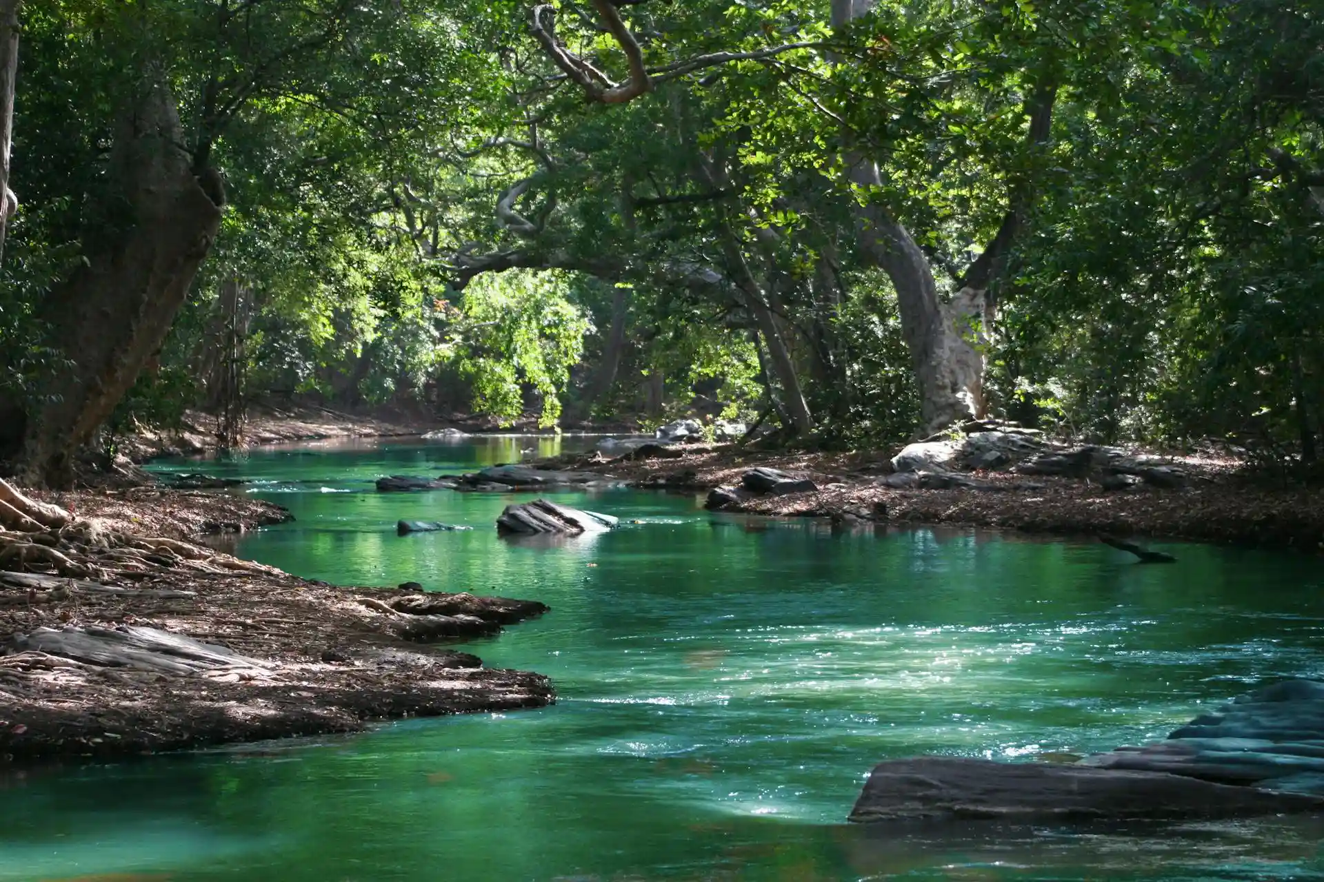 body-of-water-between-green-leaf-trees body-of-water-between-green-leaf-trees
