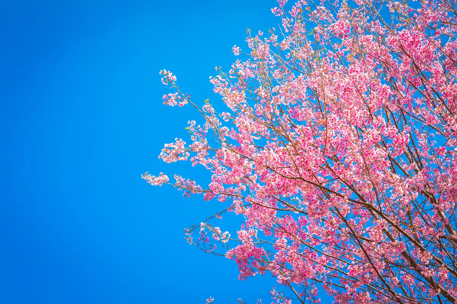 fantastic-pink-tree-with-sky-background fantastic-pink-tree-with-sky-background