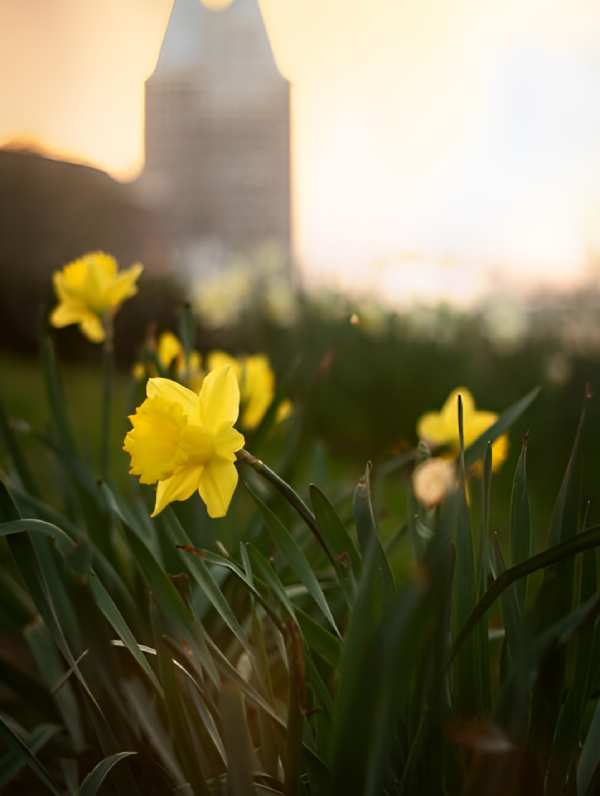 yellow-flower(1)