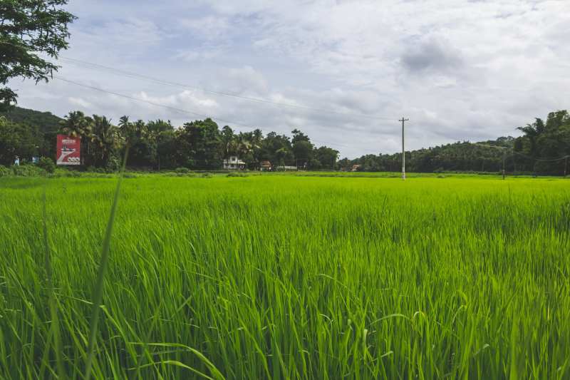 Green field