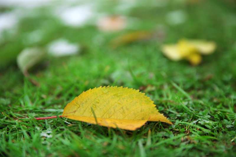 fallen-autumn-leaves-grass