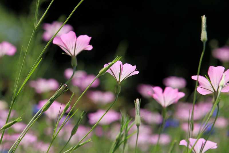 purple flowering plants on field