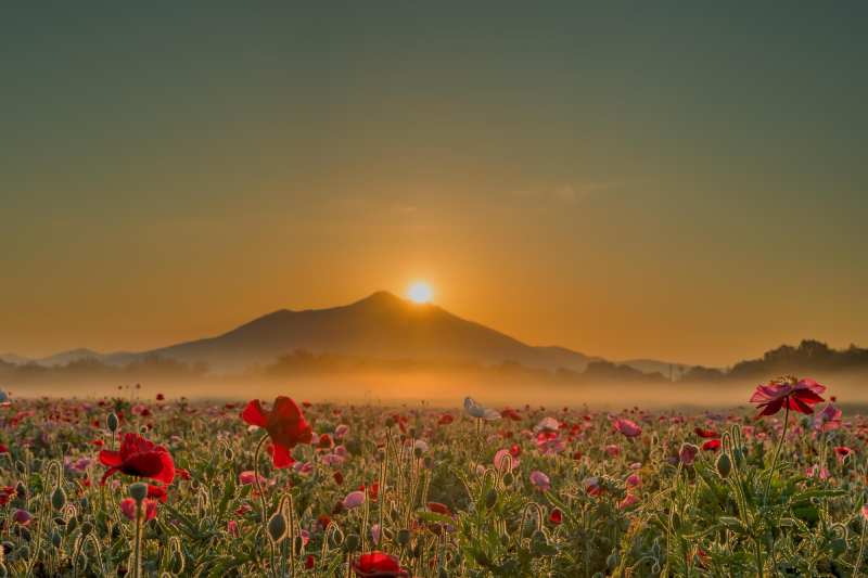 red-flowering-plants